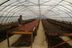 Indonesian-Sumatra 1lb Whole Bean- Natural Processed